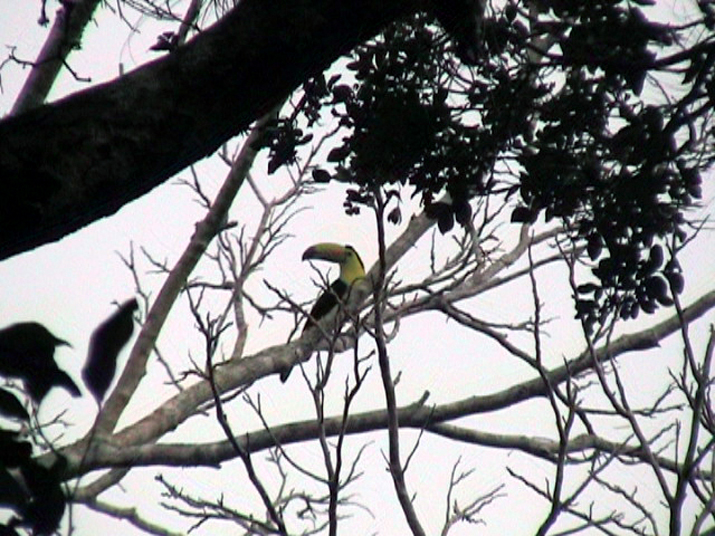 0704 calakmul 04.jpg